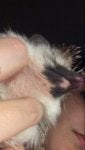 quill bump.jpg