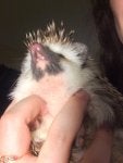 quill bump 2.jpg